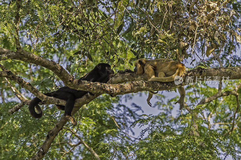 黑吼猴(Alouatta caraya)是吼猴的一种，是一种大型的新世界猴，发现于巴西潘塔纳尔。男性和女性。